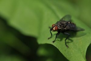 fliegengitter dachfenster